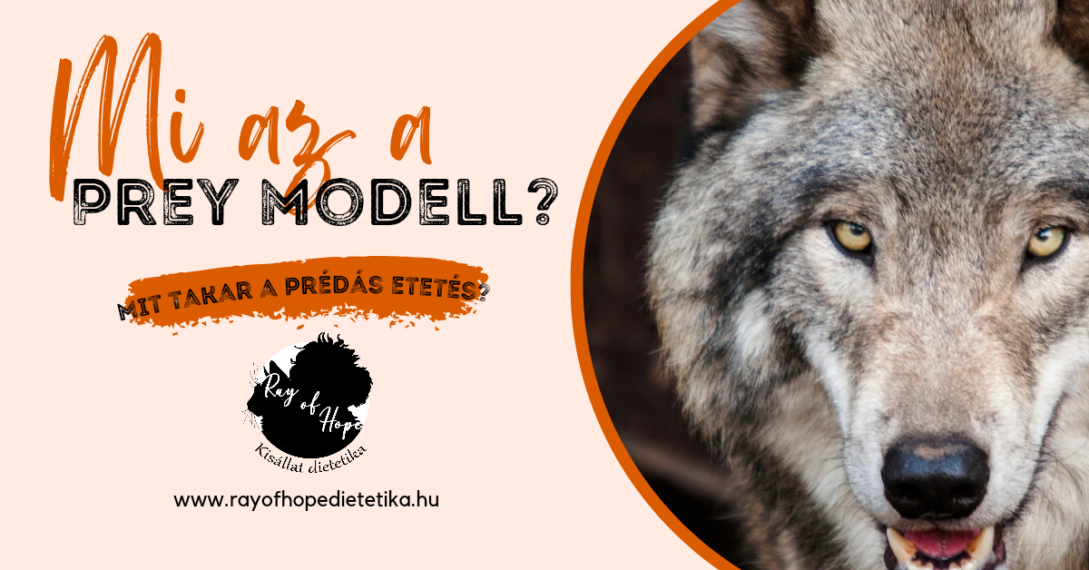 Mi az a Prey Modell?
