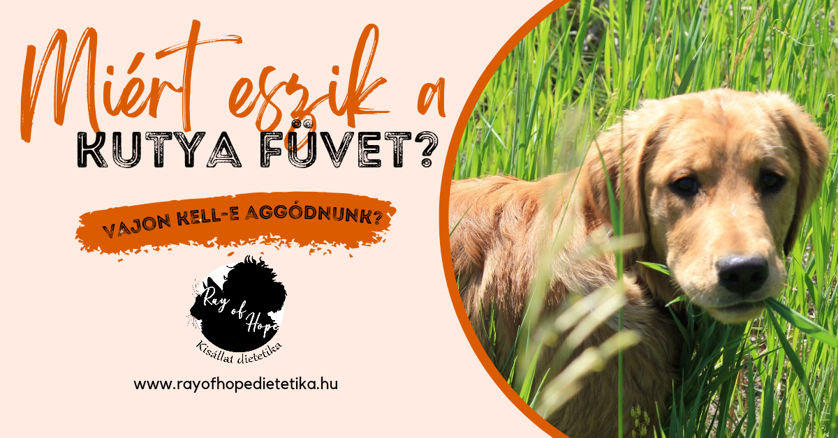 Miért eszik a kutya füvet? Van e miért aggódni?