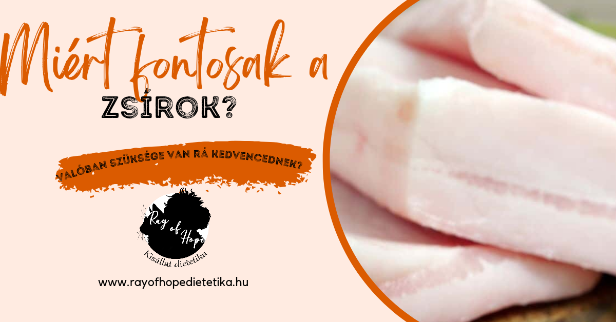 Miért fontosan a zsírok?