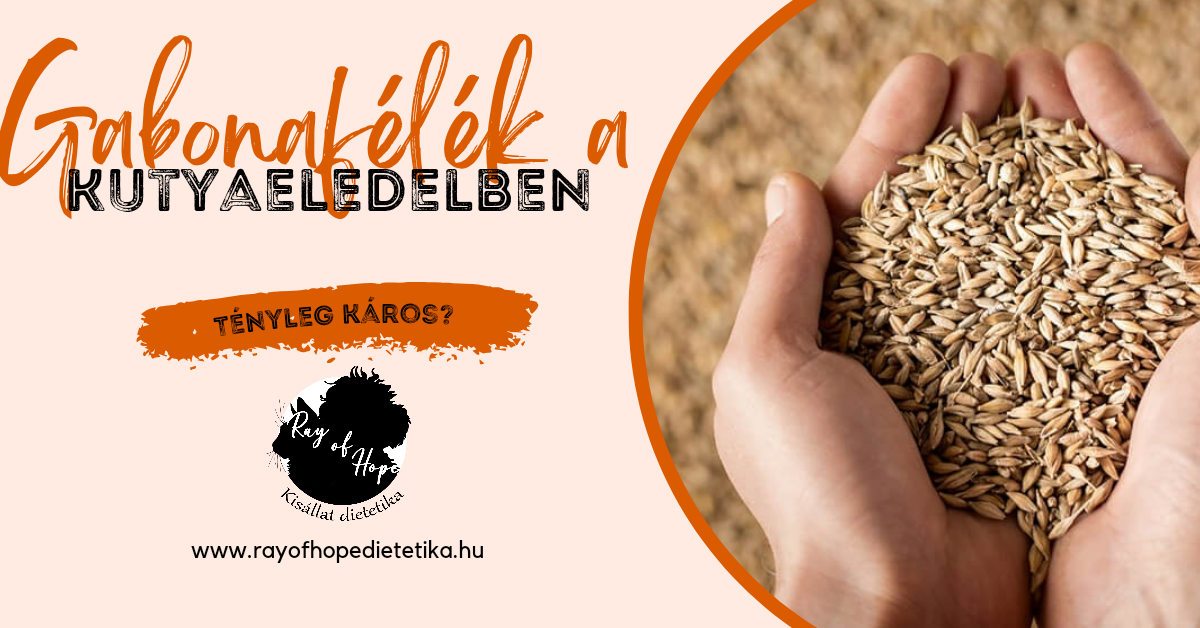 Gabonafélék a kutyaeledelben: tényleg káros?
