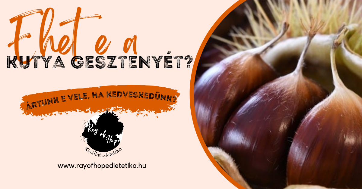 Ehet e a kutya gesztenyét?