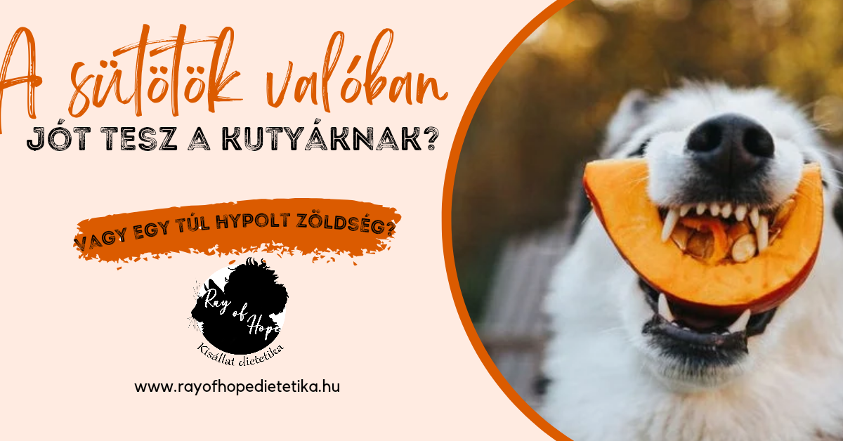 A sütőtök valóban jót tesz a kutyáknak? Vagy csak egy túl hypolt zöldség?