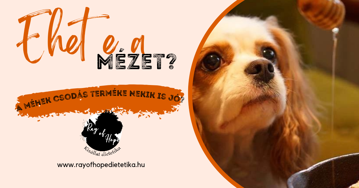 Ehetnek-e a kutyák mézet?