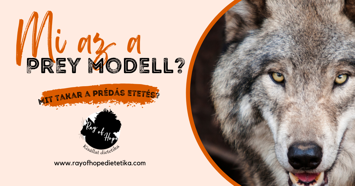 Mi az a Prey Modell?