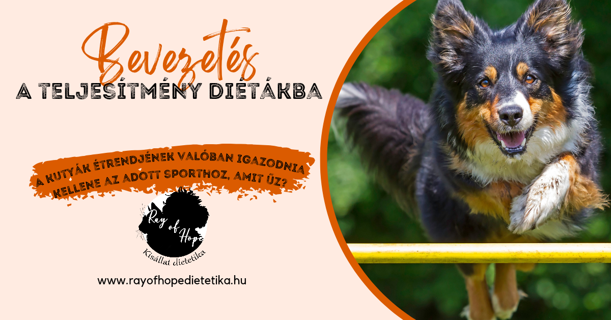 Bevezetés a teljesítmény diétákba