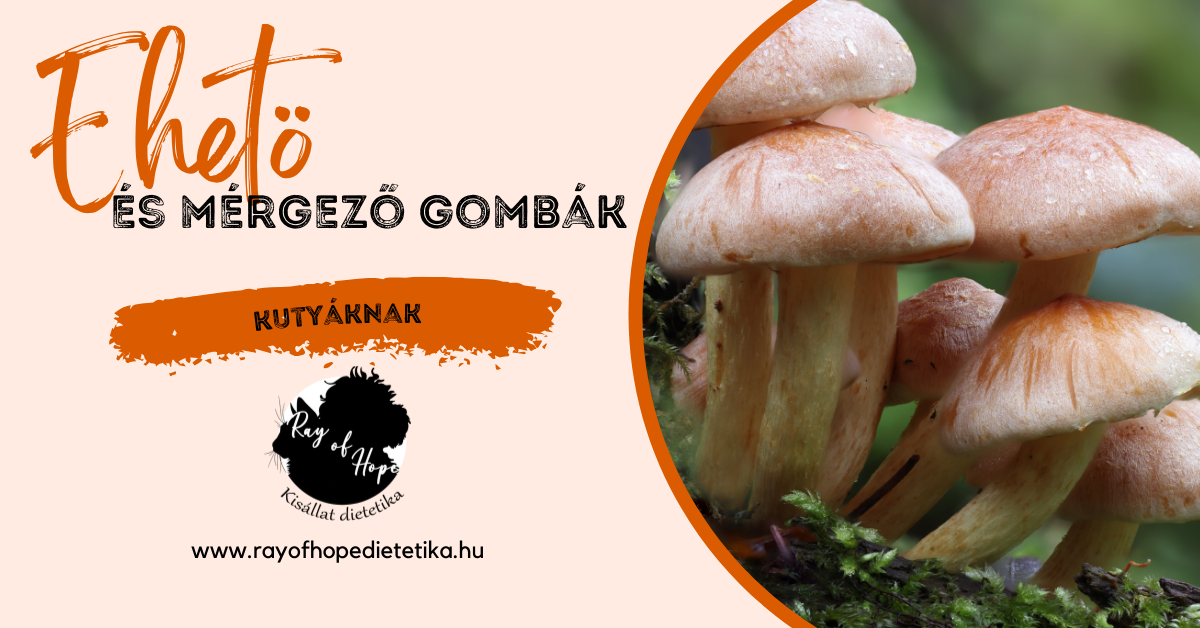 Ehető és mérgező gombák kutyák számára