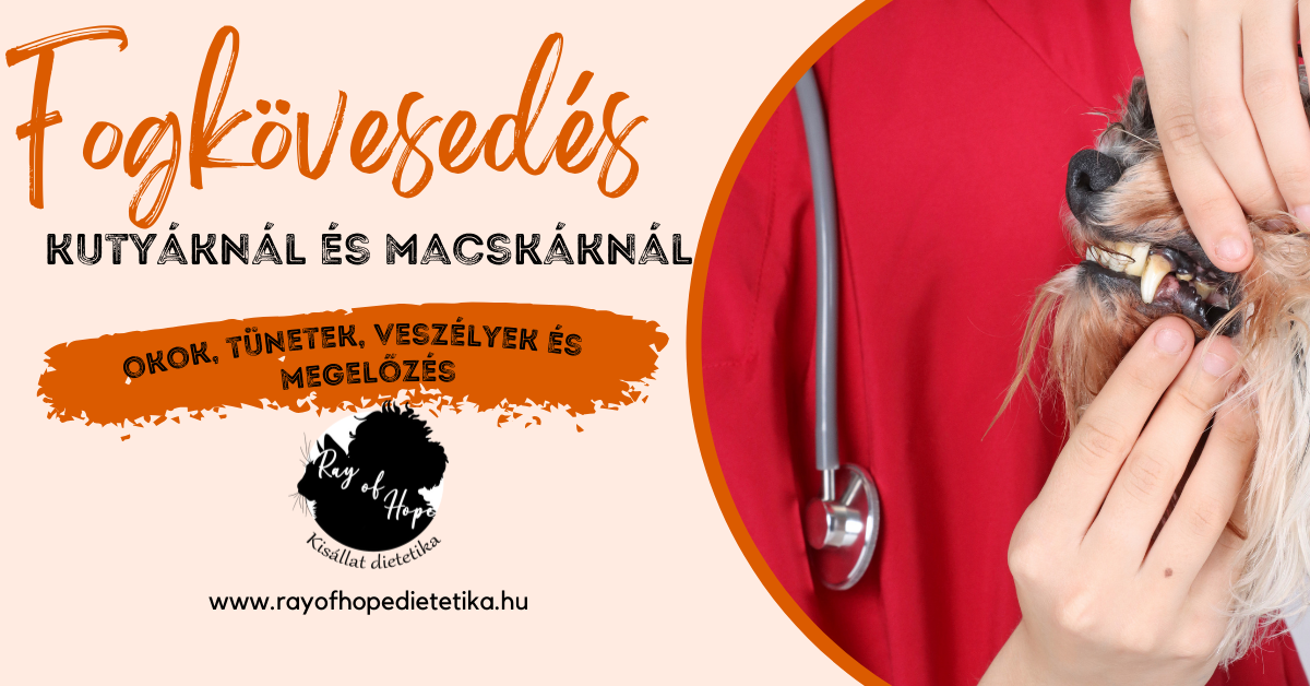 Fogkövesedés kutyáknál és macskáknál: okok, tünetek, veszélyek és megelőzés